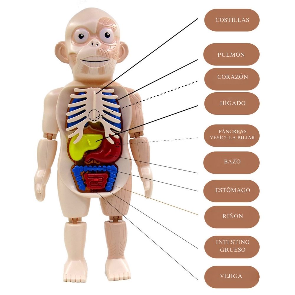Miniatura 6 de JUGUETE EDUCATIVO DEL CUERPO HUMANO